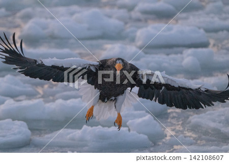 Steller's sea eagles and white-tailed eagles soaring over drift ice at sunrise - Shiretoko, Rausu Steller's sea eagles and white-tailed eagles soaring over drift ice at sunrise - Shiretoko, Rausu 142108607