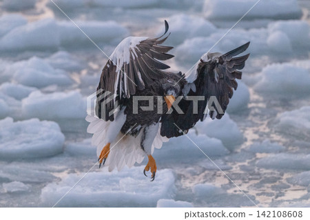 Steller's sea eagles and white-tailed eagles soaring over drift ice at sunrise - Shiretoko, Rausu Steller's sea eagles and white-tailed eagles soaring over drift ice at sunrise - Shiretoko, Rausu 142108608