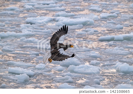Steller's sea eagles and white-tailed eagles soaring over drift ice at sunrise - Shiretoko, Rausu Steller's sea eagles and white-tailed eagles soaring over drift ice at sunrise - Shiretoko, Rausu 142108665