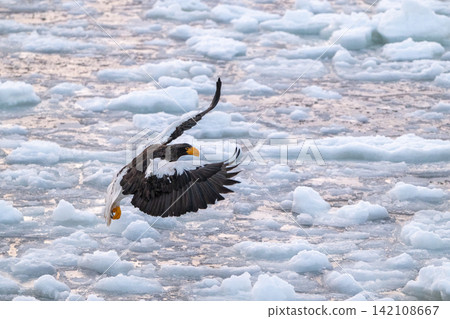 Steller's sea eagles and white-tailed eagles soaring over drift ice at sunrise - Shiretoko, Rausu Steller's sea eagles and white-tailed eagles soaring over drift ice at sunrise - Shiretoko, Rausu 142108667