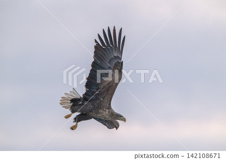 Steller's sea eagles and white-tailed eagles soaring over drift ice at sunrise - Shiretoko, Rausu 142108671