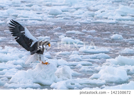 Steller's sea eagles and white-tailed eagles soaring over drift ice at sunrise - Shiretoko, Rausu Steller's sea eagles and white-tailed eagles soaring over drift ice at sunrise - Shiretoko, Rausu 142108672