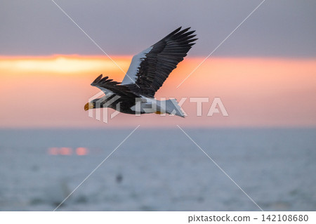 Steller's sea eagles and white-tailed eagles soaring over drift ice at sunrise - Shiretoko, Rausu Steller's sea eagles and white-tailed eagles soaring over drift ice at sunrise - Shiretoko, Rausu 142108680