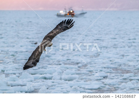 Steller's sea eagles and white-tailed eagles soaring over drift ice at sunrise - Shiretoko, Rausu Steller's sea eagles and white-tailed eagles soaring over drift ice at sunrise - Shiretoko, Rausu 142108687