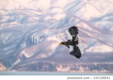 Steller's sea eagles and white-tailed eagles soaring over drift ice at sunrise - Shiretoko, Rausu Steller's sea eagles and white-tailed eagles soaring over drift ice at sunrise - Shiretoko, Rausu 142108691