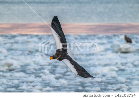 Steller's sea eagles and white-tailed eagles soaring over drift ice at sunrise - Shiretoko, Rausu Steller's sea eagles and white-tailed eagles soaring over drift ice at sunrise - Shiretoko, Rausu 142108754