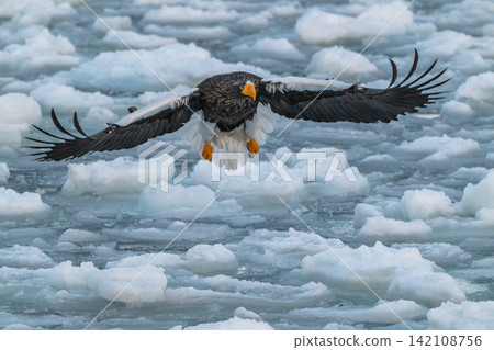 Steller's sea eagles and white-tailed eagles soaring over drift ice at sunrise - Shiretoko, Rausu Steller's sea eagles and white-tailed eagles soaring over drift ice at sunrise - Shiretoko, Rausu 142108756