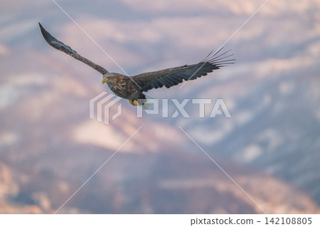 Steller's sea eagles and white-tailed eagles soaring over drift ice at sunrise - Shiretoko, Rausu Steller's sea eagles and white-tailed eagles soaring over drift ice at sunrise - Shiretoko, Rausu 142108805