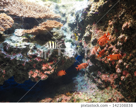 靜岡縣下田海洋水族館的魚類 靜岡縣下田海洋水族館的魚類 142108838