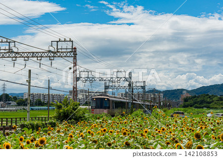 The Odakyu Line runs through a sunflower field, creating a summer rural landscape. The Odakyu Line runs through a sunflower field, creating a summer rural landscape. 142108853