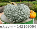 Unusual bumpy green gourd on barrel quirky autumn harvest detail country 142109094