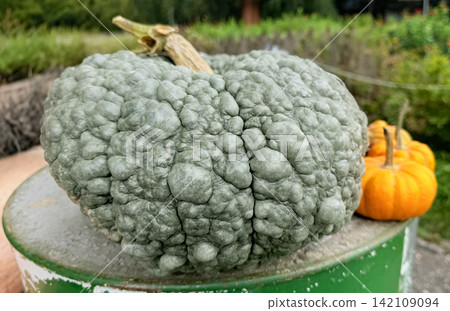 Unusual bumpy green gourd on barrel quirky autumn harvest detail country 142109094
