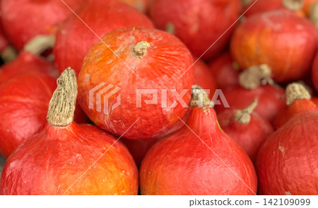 Red kuri pumpkins close view fresh autumn vegetables natural farm product Red kuri pumpkins close view fresh autumn vegetables natural farm product 142109099