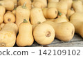 Butternut squash heap rustic farm market autumn harvest natural food and cozy 142109102