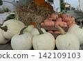 White and pink pumpkins on straw rustic autumn harvest natural countryside 142109103