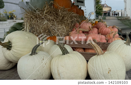 White and pink pumpkins on straw rustic autumn harvest natural countryside White and pink pumpkins on straw rustic autumn harvest natural countryside 142109103