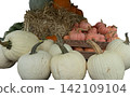 White and orange pumpkins on hay autumn harvest vegetables seasonal 142109104