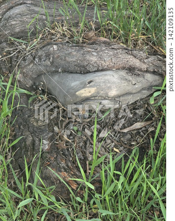 Tree root growing around stone in green grass 142109135
