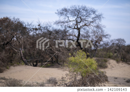 Forest Landscape Recovering After a Severe Wildfire. Forest Landscape Recovering After a Severe Wildfire. 142109143