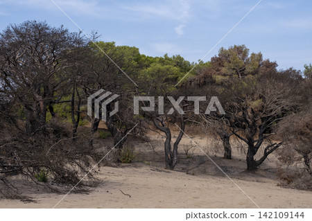 Forest Landscape Recovering After a Severe Wildfire. Forest Landscape Recovering After a Severe Wildfire. 142109144