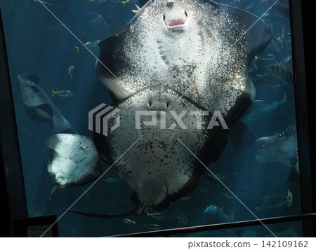 Shizuoka Prefecture, Shimoda Marine Aquarium, Ray Shizuoka Prefecture, Shimoda Marine Aquarium, Ray 142109162