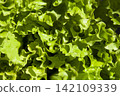 green lettuce leaves background. Lettuce leaves close-up 142109339