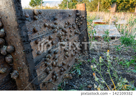 Numerous live terrestrial gastropods with spiral shells cluster on wet vertical timber planks inside specialized agricultural open air plantation under natural daylight. Numerous live terrestrial gastropods with spiral shells cluster on wet vertical timber planks inside specialized agricultural open air plantation under natural daylight. 142109382