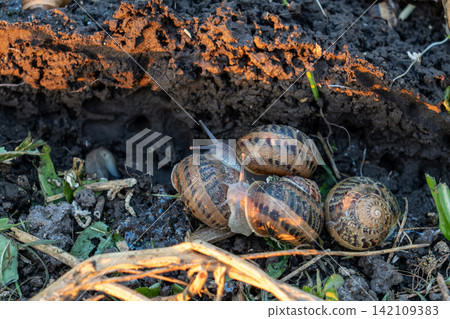 Several terrestrial mollusks with patterned spiral houses gather together on damp dark ground during commercial organic escargot cultivation process at outdoor facility. Several terrestrial mollusks with patterned spiral houses gather together on damp dark ground during commercial organic escargot cultivation process at outdoor facility. 142109383