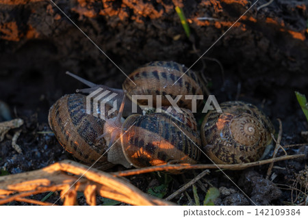 Several terrestrial mollusks with patterned spiral houses gather together on damp dark ground during commercial organic escargot cultivation process at outdoor facility. 142109384