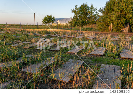 Rows of horizontal timber structures fill specialized agricultural zone surrounded by green vegetation, trees, and long arched greenhouse shelter during sunset hour. Rows of horizontal timber structures fill specialized agricultural zone surrounded by green vegetation, trees, and long arched greenhouse shelter during sunset hour. 142109395