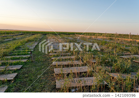 Rows of horizontal timber structures fill specialized agricultural zone surrounded by green vegetation and wire fencing during sunset hour at industrial escargot cultivation facility. Rows of horizontal timber structures fill specialized agricultural zone surrounded by green vegetation and wire fencing during sunset hour at industrial escargot cultivation facility. 142109396