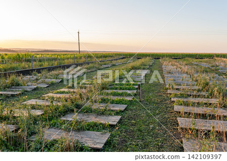 Rows of horizontal timber structures fill specialized agricultural zone surrounded by green vegetation and wire fencing during sunset hour at industrial escargot cultivation facility. Rows of horizontal timber structures fill specialized agricultural zone surrounded by green vegetation and wire fencing during sunset hour at industrial escargot cultivation facility. 142109397