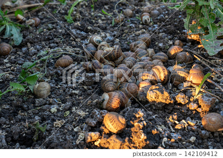 Dozens of terrestrial gastropods with shells are clustering together on damp surface next to green plants during open air cultivation process under warm sunlight. Dozens of terrestrial gastropods with shells are clustering together on damp surface next to green plants during open air cultivation process under warm sunlight. 142109412