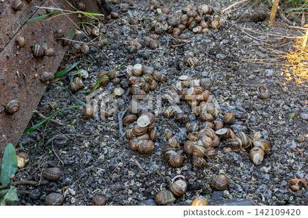 Dozens of terrestrial gastropods with shells are clustering together on damp soil surface next to vertical timber construction during outdoor cultivation process. Dozens of terrestrial gastropods with shells are clustering together on damp soil surface next to vertical timber construction during outdoor cultivation process. 142109420