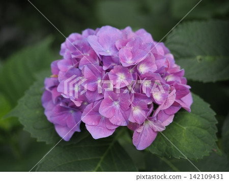Hydrangeas at Koboyama Park, Kanagawa Prefecture Hydrangeas at Koboyama Park, Kanagawa Prefecture 142109431