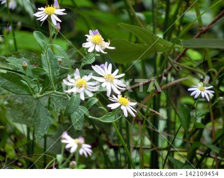 Close-up of an asters flower Close-up of an asters flower 142109454
