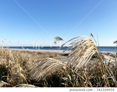 A cluster of Japanese pampas grass growing wild on the beach A cluster of Japanese pampas grass growing wild on the beach 142109459