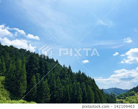 Lush green forests and a calm sky Lush green forests and a calm sky 142109463