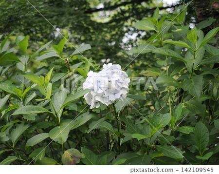 神奈川縣小房山公園的繡球花 神奈川縣小房山公園的繡球花 142109545