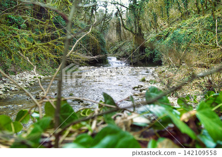 Subtropical forest in winter Subtropical forest in winter 142109558