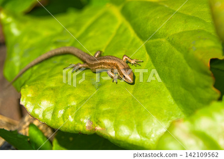 lizard lizard 142109562