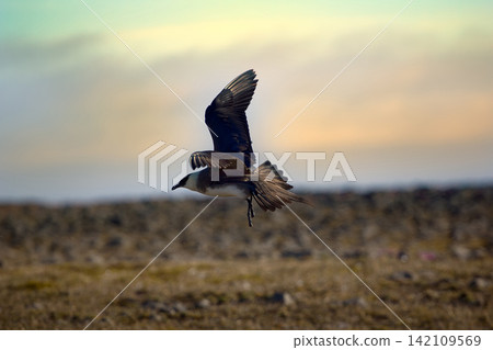 Arctic Skua is real predator and robber for Arctic bird 142109569