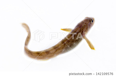 very attractive animal in different poses very attractive animal in different poses 142109576