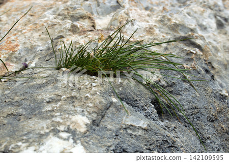 Shell stone and calciphilous vegetation Shell stone and calciphilous vegetation 142109595
