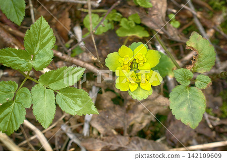 golden saxifrage typical early spring flower golden saxifrage typical early spring flower 142109609