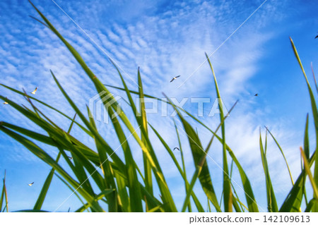 Seaside grass and seagulls in blue sky Seaside grass and seagulls in blue sky 142109613