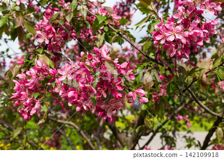 Vibrant pink ornamental apple tree branches blooming in spring park. Close up dense floral texture of malus blossoms. Natural background for your projects. Vibrant pink ornamental apple tree branches blooming in spring park. Close up dense floral texture of malus blossoms. Natural background for your projects. 142109918
