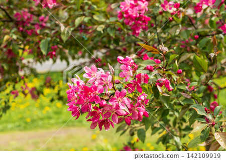 Close-up of vibrant pink blossom clusters blooming on decorative apple tree branches with green leaves. Picturesque springtime nature scene with bright outdoor background. Close-up of vibrant pink blossom clusters blooming on decorative apple tree branches with green leaves. Picturesque springtime nature scene with bright outdoor background. 142109919