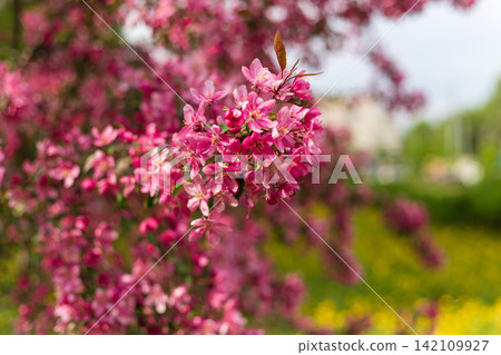 Vibrant pink spring blossoms blooming on tree branch with fresh green foliage. Soft blurred bokeh background creates dreamy and peaceful floral atmosphere. Selective focus photography. Vibrant pink spring blossoms blooming on tree branch with fresh green foliage. Soft blurred bokeh background creates dreamy and peaceful floral atmosphere. Selective focus photography. 142109927