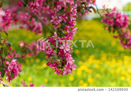 Beautiful pink blossoming decorative apple branches in full spring bloom. Nature spring background features blurred green grass and yellow dandelions. Beautiful pink blossoming decorative apple branches in full spring bloom. Nature spring background features blurred green grass and yellow dandelions. 142109930